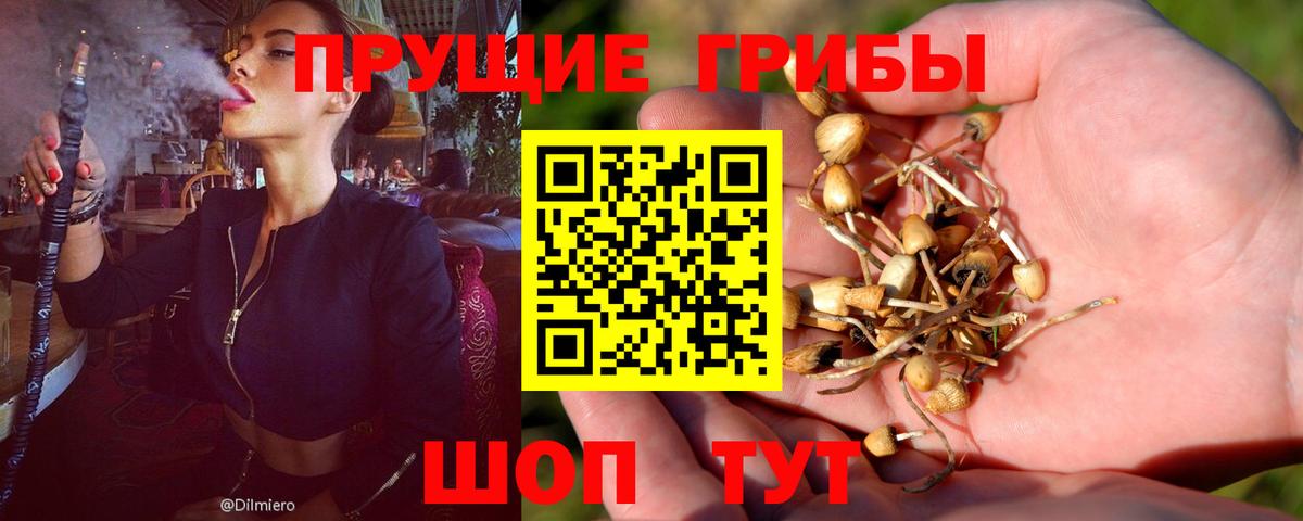 Назрань  Псилоцибиновые грибы Cubensis  Галлюциногенные грибы прущие грибы  Вход с VPN 